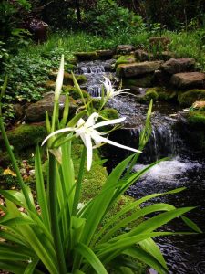 A Cahaba Lily in full bloom in front of a Moss Rock waterfall.