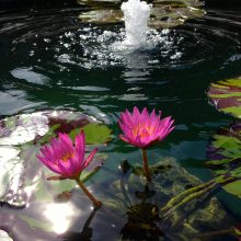 A tropical water lily with two pink flowers in a water garden with a fountain.