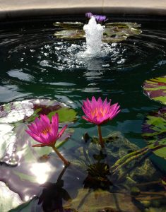 A tropical water lily with two pink flowers in a water garden with a fountain.