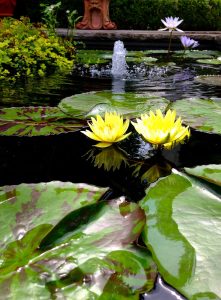 Water lilies with two yellow flowers floating in a small water garden with a fountain.