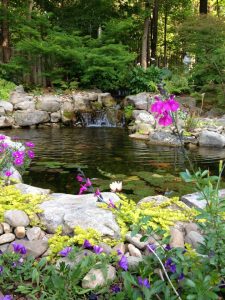 A picture of a well manicured water garden with fish and a water fountain.
