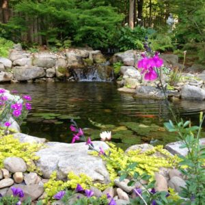A picture of a well manicured water garden with fish and a water fountain.