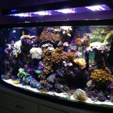 A custom aquarium full of reef life, live coral and fish.