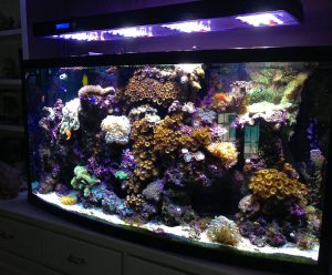 A custom aquarium full of reef life, live coral and fish.