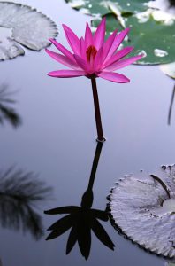 A night blooming lily with a pink flower in a water garden.