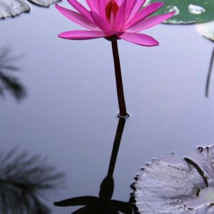 A night blooming lily with a pink flower in a water garden.
