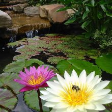 A pink flower and a white flower with a bee in a water garden.