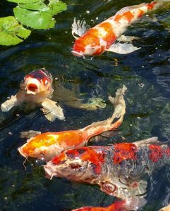 Koi fish swimming while begging for food in a water garden.