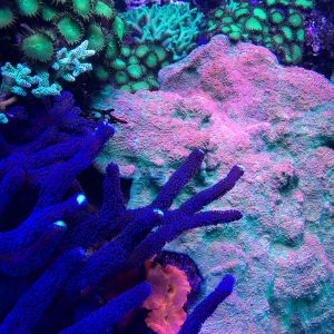 Aquacultured coral in an aquarium.