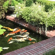 Japanese koi fish swimming in a small pond lined with bricks.