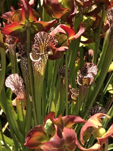 Green and red carnivorous pitcher plants.