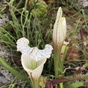 White carnivorous pitcher plants and native carnivorous sundew plants.
