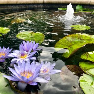 Purple flowers float next to water lilies in a water garden with a pond.
