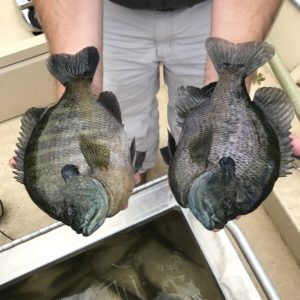 Kyle Moon holds two very large bluegill bream sunfish.