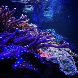 Coral reef in an aquarium.
