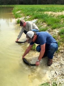 Phillip Moon and a client gently release two very large F1 tiger bass into a pond.